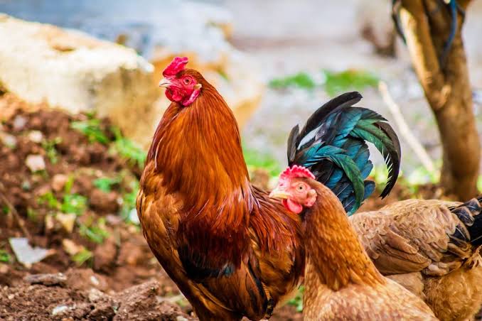 Poultry Division